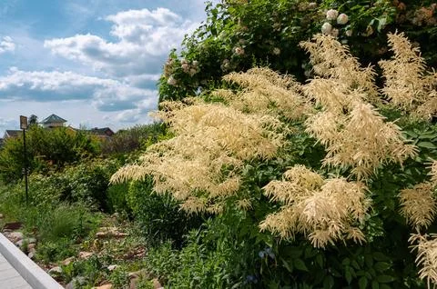 Aruncus dioicus, forest, is a beautiful, stout herb, our native. It grows to a Stock Photos