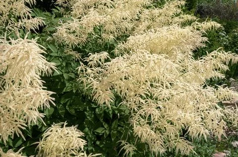 Aruncus dioicus, forest, is a beautiful, stout herb, our native. It grows to a Stock Photos