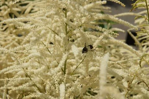 Aruncus dioicus, Geissbart, goats beard, Rosenkäfer, rose chafer Aruncus d.. Stock Photos
