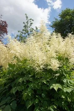 Aruncus dioicus, Geissbart, goats beard Aruncus dioicus, Geissbart, goats ... Stock Photos