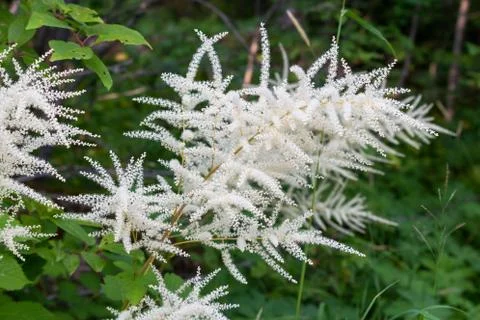 Aruncus dioicus growing in the wild Stock Photos