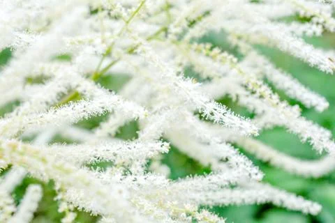 Aruncus dioicus or goat beard white plant close up with green blossom in gard Foto stock