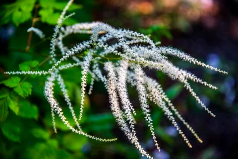 Aruncus Dioicus zero Stock Photos