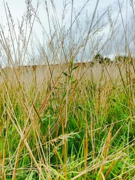 Arundinella is a type of grass found in tropical and subtropical areas. Known fo Stock Photos