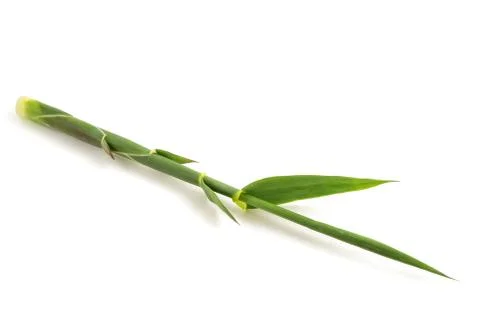 Arundo donax Stock Photos