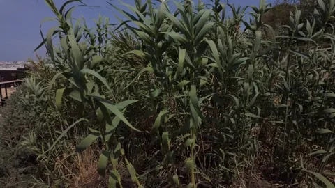 Arundo Giant Reed Elephant Grass Blowing in wind at Albufeira Beach Portugal Stock Footage 310506516