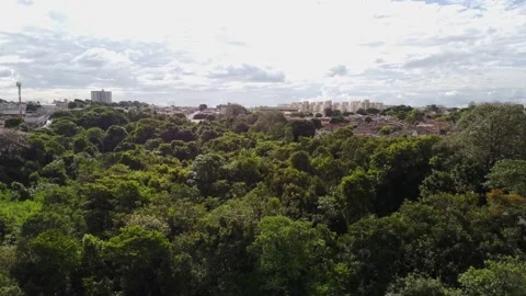 Árvores do parque com vista para cidade Stock Footage 239269693