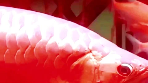 Arwana Super Red Stock Footage 246846826
