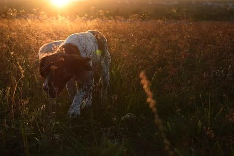 Arwen on the hunt. Foto stock
