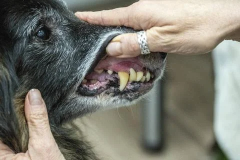 Ärztliche Versorgung beim Tierarzt. Diesem betagten Belgischen Schäferhund. Stock Photos