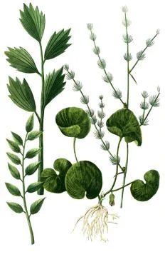 Asa foetidia Devils Dirt and Asa foetida frutex Stinking Asint and Asarum Illustrazione stock