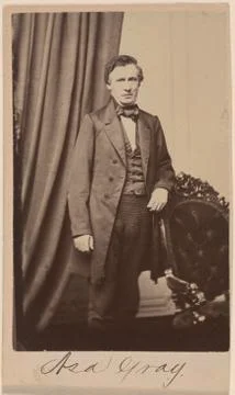 Asa Gray Foto stock