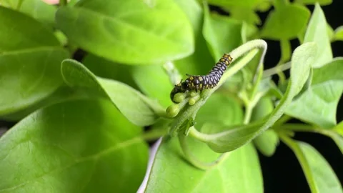 Asagimadara larva Stock Footage 302867543