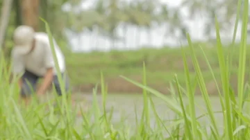 Asain farmer plants rice in fields for next harvest, two shot. Stock Footage 85947068