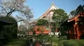 Asakusa Kannon Temple, Cherry Tree Blossom, Sensoji Temple in Tokyo, Japan HD Footage