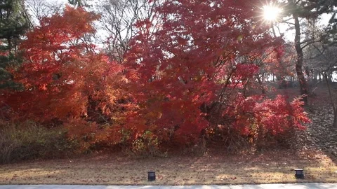 In Asan, the maple tree forest path at Chungnyeolsa 動画素材 250944677