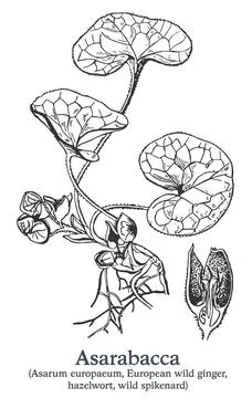 Asarabacca. Vector hand drawn plant. Vintage medicinal plant sketch. Stock Illustration