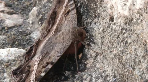 The Ascalapha odorata moth Stock Footage 21730666