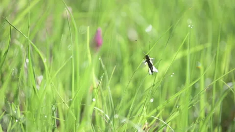 Ascalaphes au soleil au printemps Stock Footage 193986613