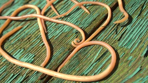 Ascari Parasitic Worms Stock-Footage 88085104