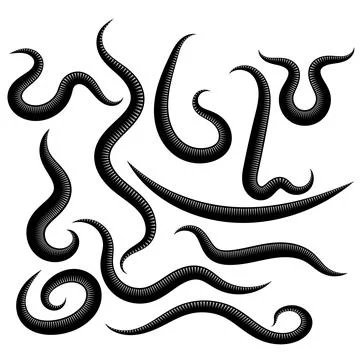 Ascarid, Helminth, Pinworm, Threadworm. Set of Parasite Isolated on White Bac Stock Illustration