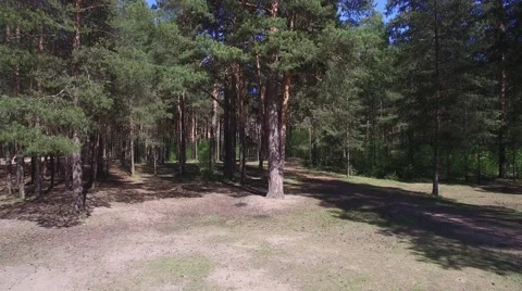 Ascend above the tops of the pine forest. view on town houses. blue sky 스톡 동영상 63379424