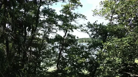 Ascend From Forest with a Drone Stock Footage 201604991