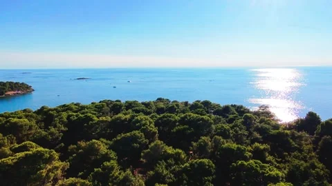 Ascend over pine forest with ocean Stock Footage 313503437