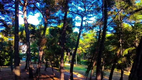 Ascend from pine forest in the sky Stock Footage 313503917