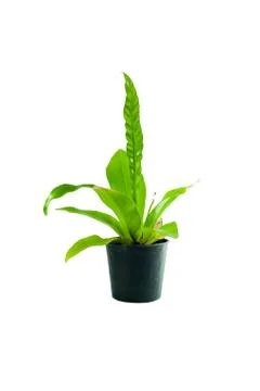 Ascendancy tree in black pot on white background isolate Stock Photos