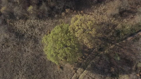 Ascending above oak tree from genus Quercus 4K aerial footage Stock Footage 99789503