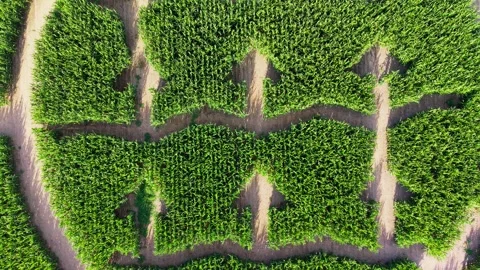 Ascending aerial corn field maze patterns Stock Footage 341385706