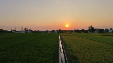 Ascending aerial drone view of golden sunset over rice fields and irrigation can 動画素材 342092012