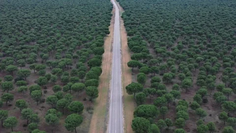 Ascending aerial pullback revealing vast pine forest landscape and rural road Stock Footage 327641750