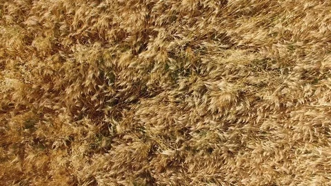 Ascending aerial shot of yellow ripe wheat plants in field Stock Footage
