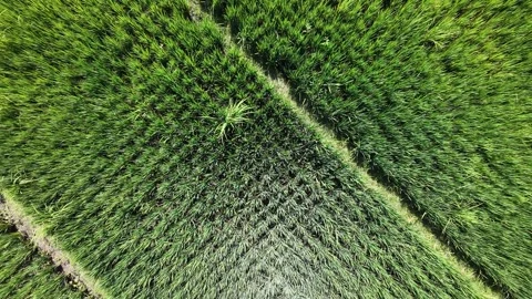 Ascending aerial top down drone view of lush green rice farm. Stock Footage 342972834