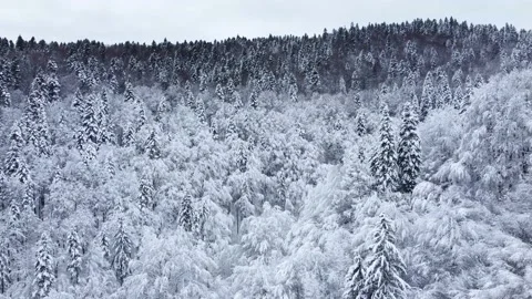 Ascending aerial view of pine and beech forest covered with snow Stock-Footage 231579219