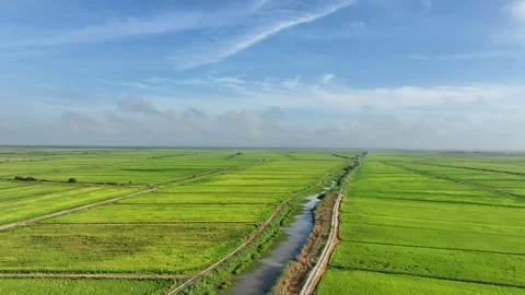 Ascending Aerial View of Rice Fields and Irrigation Canal Under Blue Sky Stock Footage 328393071