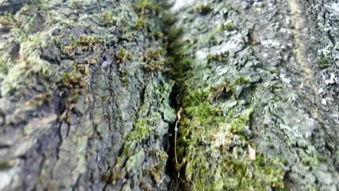 Ascending the Ancient Cherry Tree – A Journey into the Swaying Canopy Stock Footage 310247832