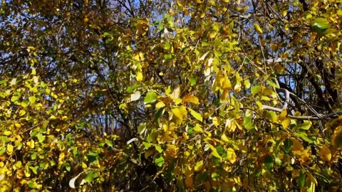 Ascending Autumn / Fall Tree Displaying Yellow Foliage. 4K Stock Footage 166049622