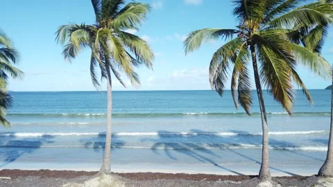 Ascending Between Two Palm Trees  With Jet Skis in the Background Stock Footage 273835183