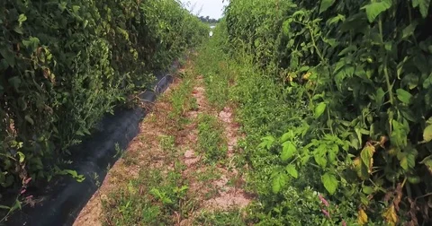Ascending camera in a tomato crop with pickers at the end of the row and Stock Footage 81086502