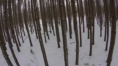 Ascending to canopy of pine forest Video stock 44266822