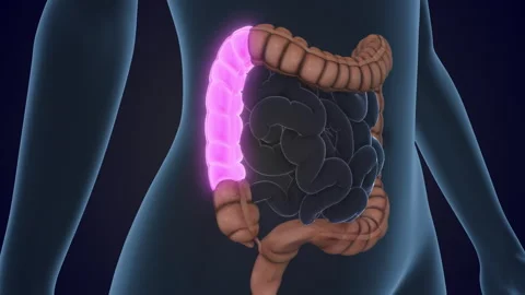 The Ascending colon is a section of the large intestine 스톡 동영상 310937535