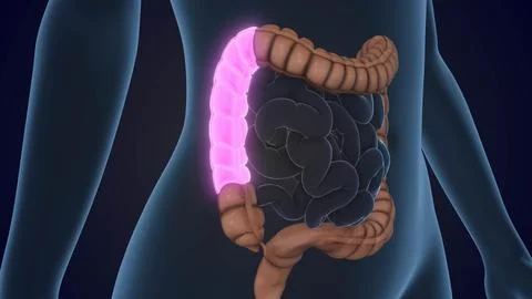 The Ascending colon is a section of the large intestine Stock Illustration