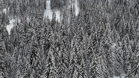 Ascending Drone Flight Over Snow-Covered Pine Forest Toward Foggy Mounta Vídeo Stock 336613909