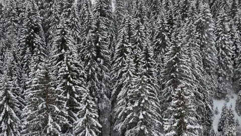 Ascending Drone Flight Over Snow-Covered Pine Forest Toward Foggy Mounta Vídeo Stock 336613920