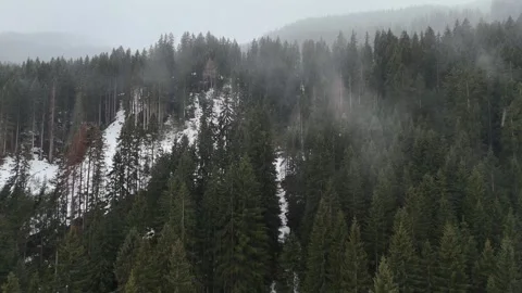 Ascending Drone Flight Through Pine Forest Into Foggy Overcast Sky, South Tyrol Vídeo Stock 336100501