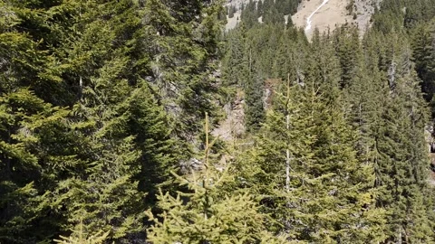 Ascending Drone Flight Through Pine Trees in Val Ridanna, South Tyrol, I 库存影片 336707039