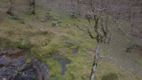 Ascending drone over mossy cliffside Stock Footage 270157279